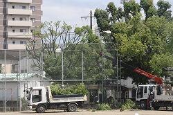 木の伐採作業のようす