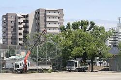 木の伐採作業のようす