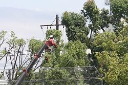 木の伐採作業のようす