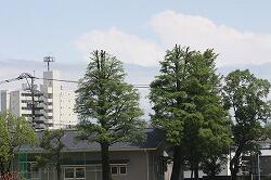 伐採された木のようす