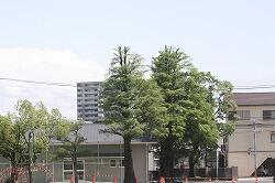 伐採された木のようす