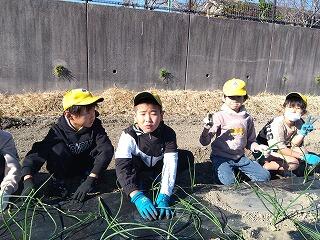 たまねぎの苗植えのようす