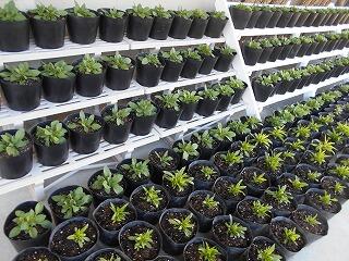 ナデシコとペチュニア