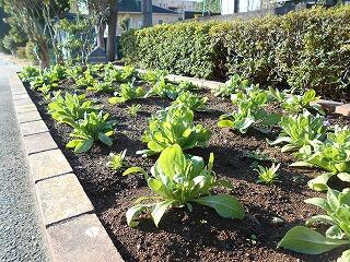 花壇のキンセンカ