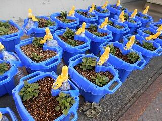 １年生の一人一鉢