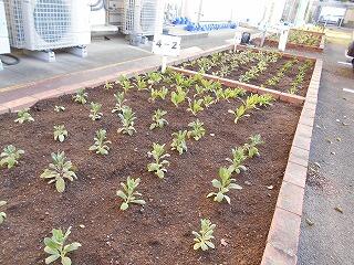 花壇のようす