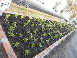 花壇のようす