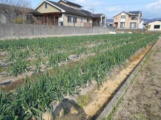 タマネギ畑のようす