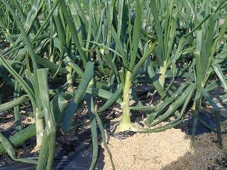 タマネギ畑のようす