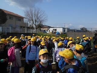 タマネギの収穫のようす