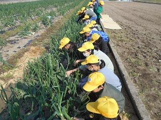 タマネギの収穫のようす