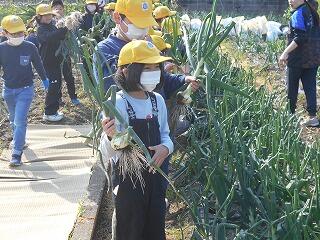 タマネギの収穫のようす