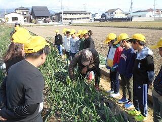 タマネギの収穫のようす