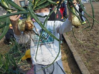 タマネギの収穫のようす