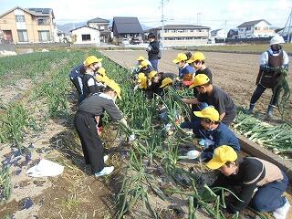 タマネギの収穫のようす