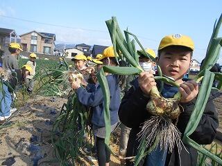 タマネギの収穫のようす