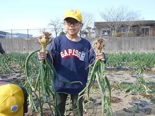 タマネギの収穫のようす