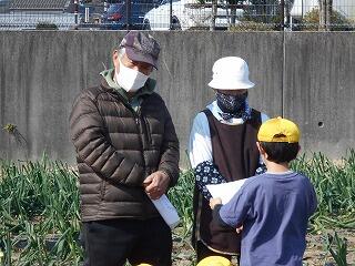 タマネギの収穫のようす