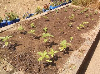 ３ ４年の様子 延岡市立恒富小学校