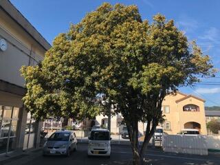 キンモクセイ1 キンモクセイ1