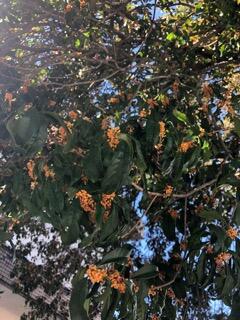 キンモクセイ2 キンモクセイ2