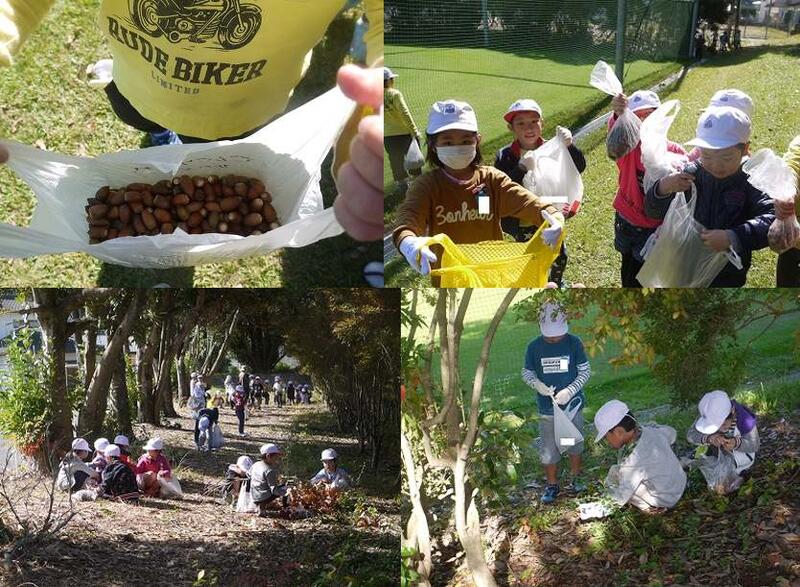 ドングリの並木