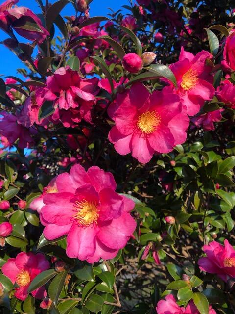 ツバキ1 ツバキ1