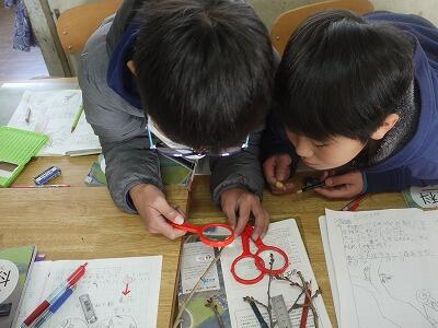 虫めがねで冬芽の観察１