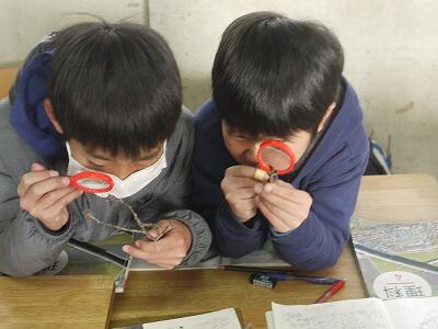 虫めがねで冬芽の観察２