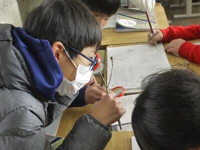 虫めがねで冬芽の観察３