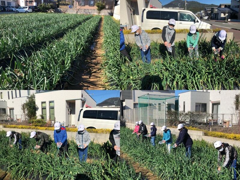 たまねぎスクスク