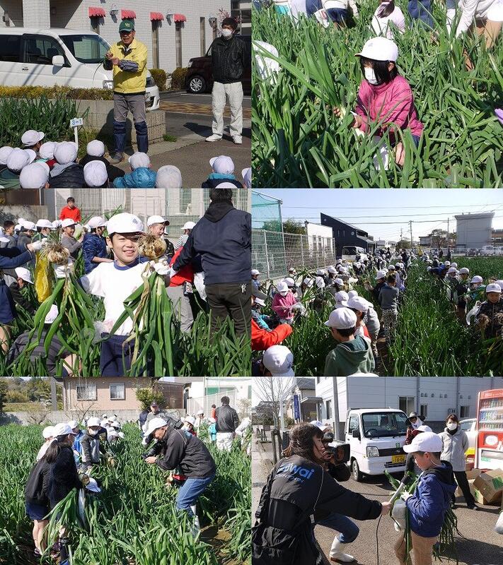 空飛ぶ新玉ねぎの収穫