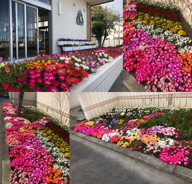 リビングストンデイジー