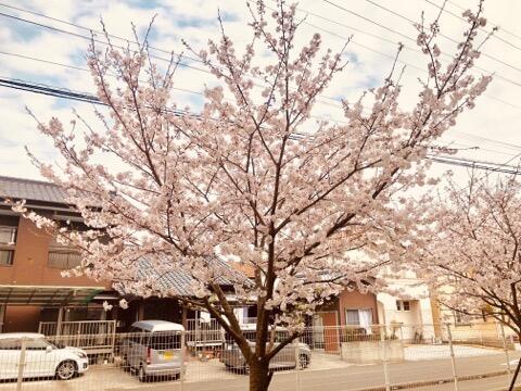 桜１