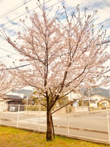 桜２