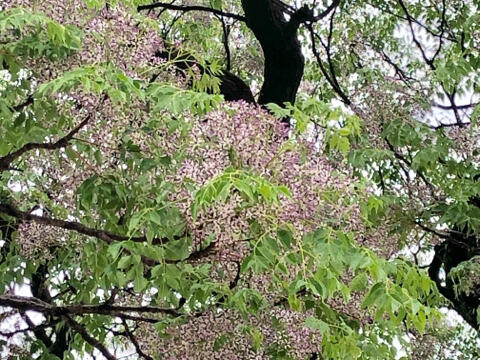 せんだんの花 せんだんの花
