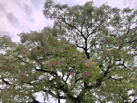 せんだんの花 せんだんの花