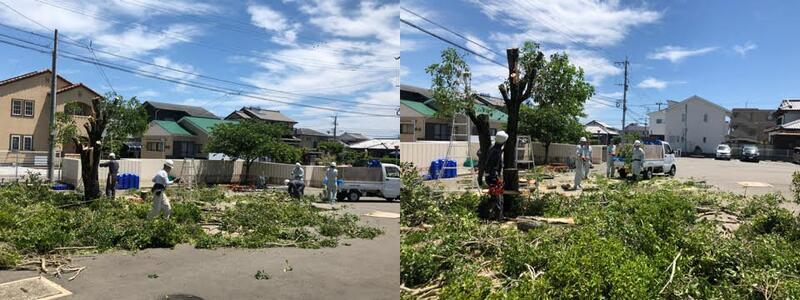 剪定作業 剪定作業
