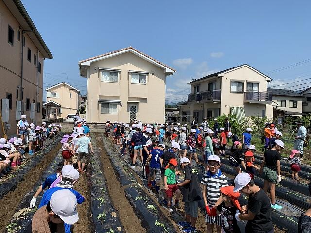 サツマイモの苗植え