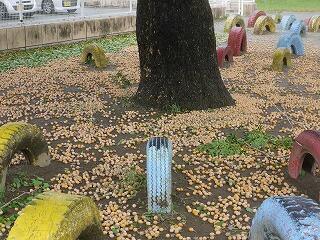 ギンナンが大量に落ちました