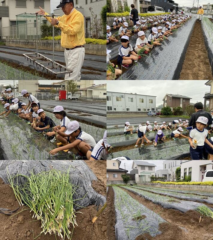 空飛ぶ新玉ねぎの苗植え