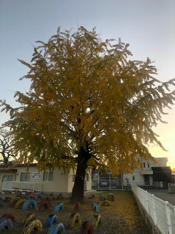 11月29日のイチョウ