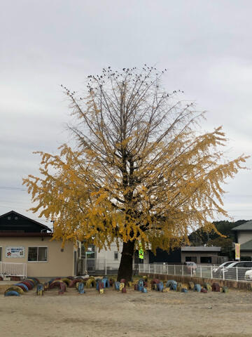 12月6日のイチョウ