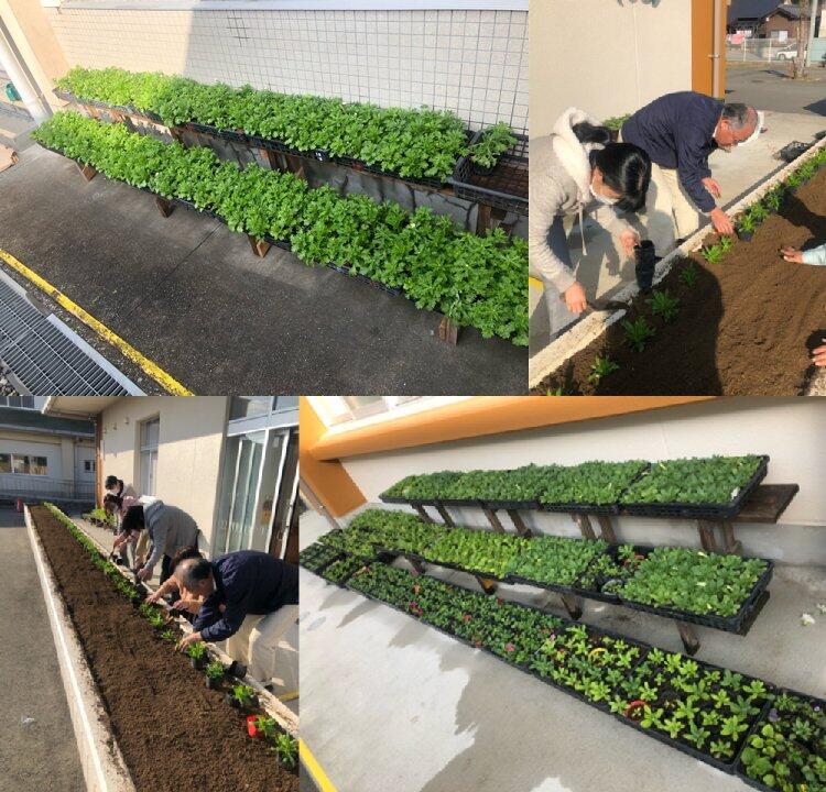 ナデシコの初植え