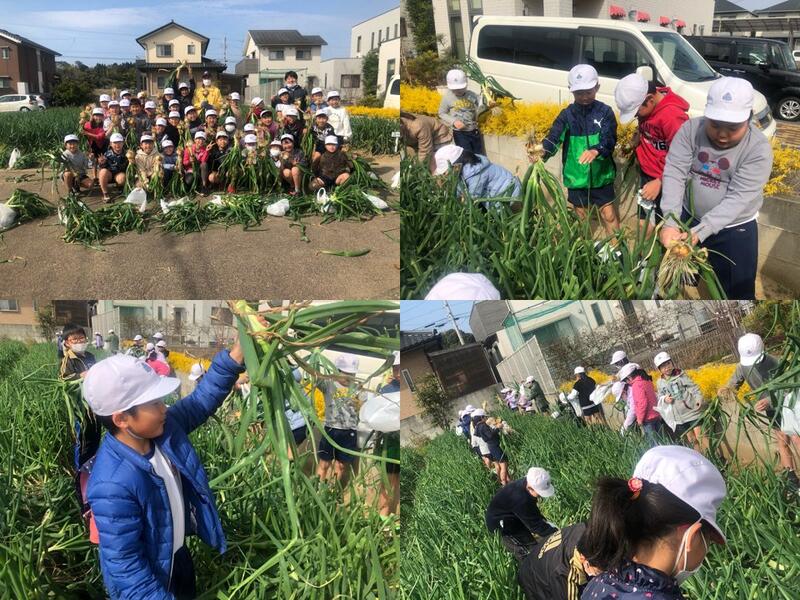 空飛ぶ新玉ねぎの収穫