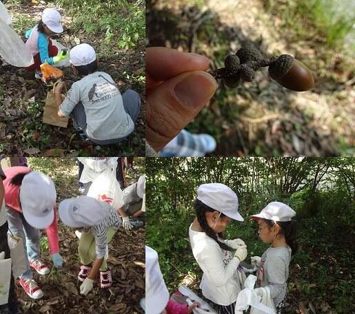 １年ドングリ拾い