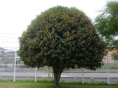 キンモクセイの木