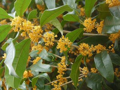 キンモクセイの花