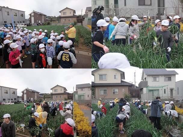 空飛ぶ新玉ねぎの収穫