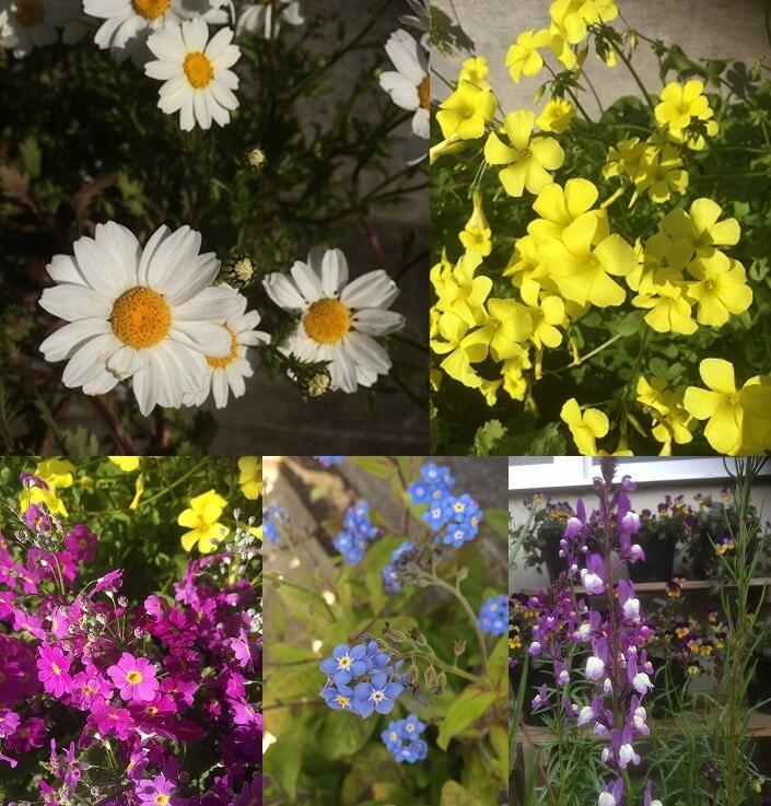 校庭の花々 校庭の花々